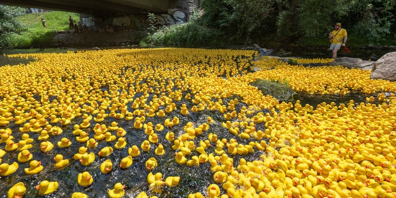 Das 13. Freiburger Entenrennen für den guten Zweck - Foto: presseportal.de