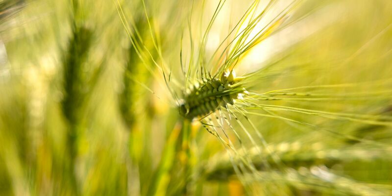 Eine Gerstenähre leuchtet im Sonnenlicht. - Foto: Thomas Banneyer/dpa