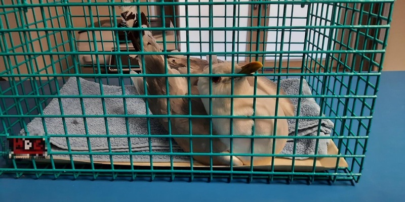 BPOL-HH: Bahnhof Harburg: Bundespolizei rettet verletzte Möwe- - Foto: presseportal.de