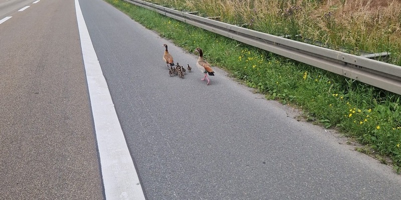 POL-DA: Rüsselsheim: Nilgansfamilie nach Autobahnsperrung wohlauf - Foto: presseportal.de