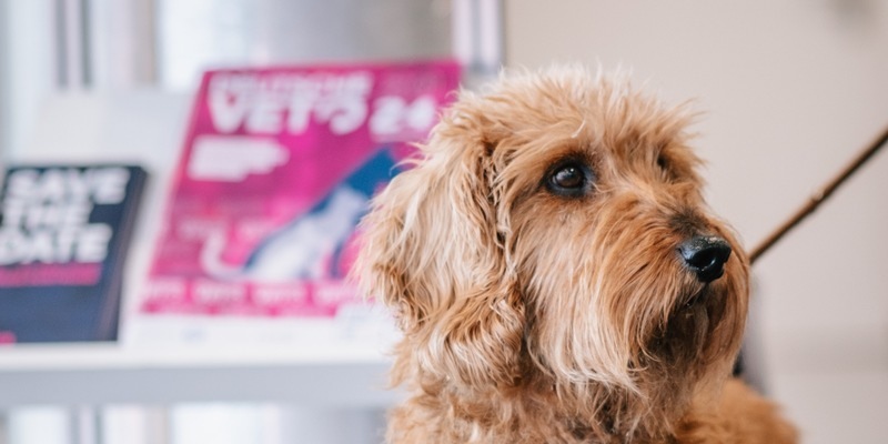 DeutscheVET überzeugt mit hochkarätigem Programm und Innovationen - Foto: presseportal.de