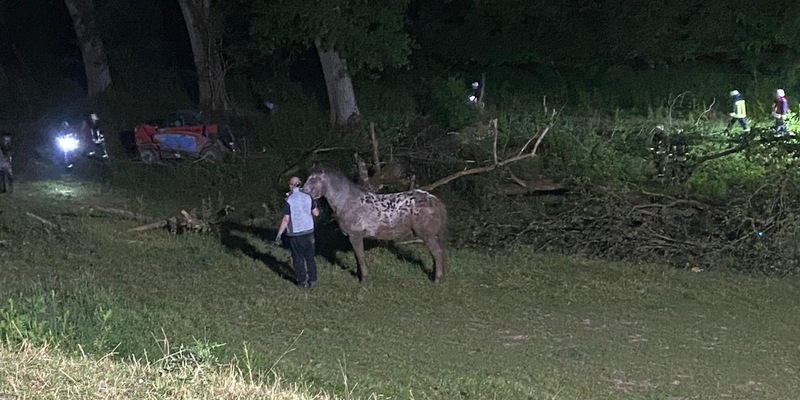 FW Borgentreich: Pferd musste von der Feuerwehr gerettet werden. - Foto: presseportal.de