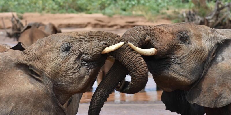 Elefanten sprechen sich einer Studie zufolge womöglich mit namenähnlichen Rufen an. - Foto: George Wittemyer/Springer Nature/dpa