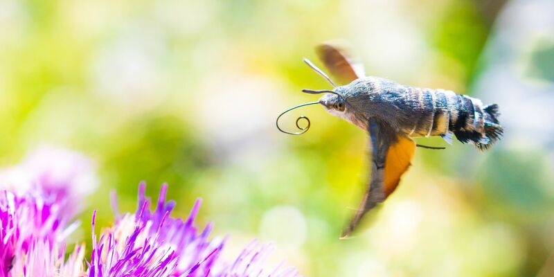Viele der gen Süden ziehenden Insekten sind bekannte Gartenbewohner - so auch das Taubenschwänzchen. - Foto: Will Hawkes/University of Exeter/dpa