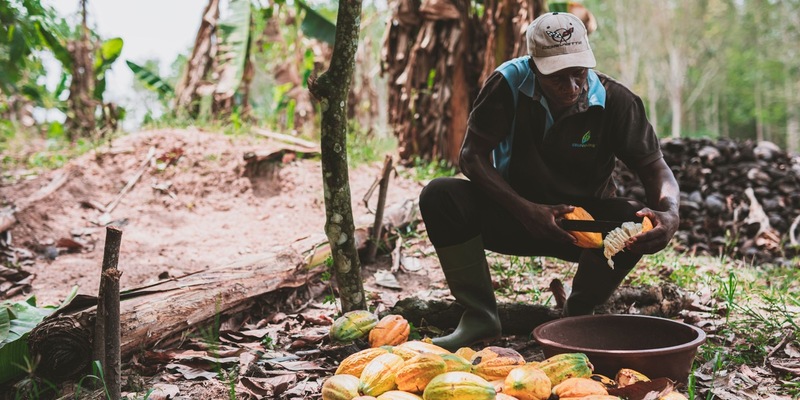 Welttag gegen Kinderarbeit: Trotz steigender Kakaopreise arbeiten weiter Millionen von Kindern illegal für unsere Schokolade - Foto: presseportal.de
