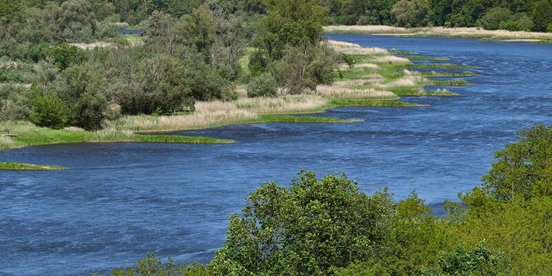 Zwei Jahre nach dem Fischsterben in der Oder haben polnische Behörden erneut giftige Goldalgen im Fluss entdeckt. - Foto: Patrick Pleul/dpa