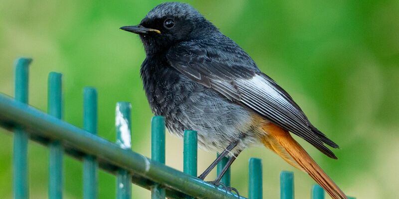 Hausrotschwanze (Phoenicurus ochruros) lieben höhergelegene Orte wie Baumkronen, Dachgiebel oder Mauern. - Foto: Georg Moritz/dpa