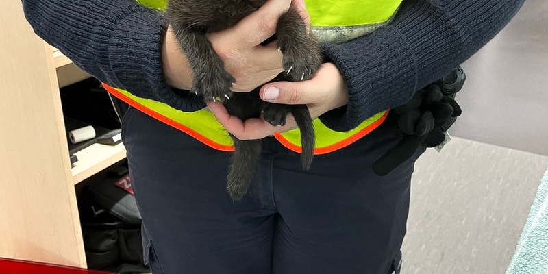 POL-OG: Bühl, A5 - Kätzchen auf der Überholspur - Foto: presseportal.de