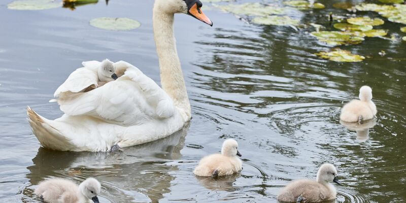Eine Schwanen-Mutter ist mit ihren drei bis vier Tage alten Schwanenküken an der Außenalster unterwegs. - Foto: Georg Wendt/dpa