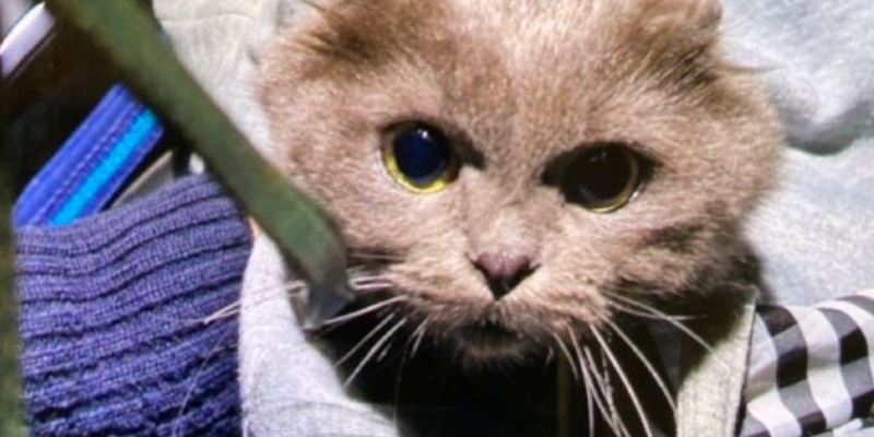 POL-PPWP: Ausgesetztes Katzenbaby in Sicherheit gebracht - Foto: presseportal.de