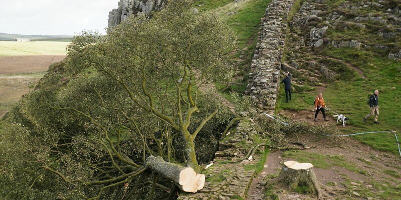 Der illegal gefällte Berg-Ahorn-Baum («Sycamore Tree») am Hadrianswall in Northumberland. Der Vorfall hatte in Großbritannien große Betroffenheit ausgelöst. - Foto: Owen Humphreys/Press Association/dpa