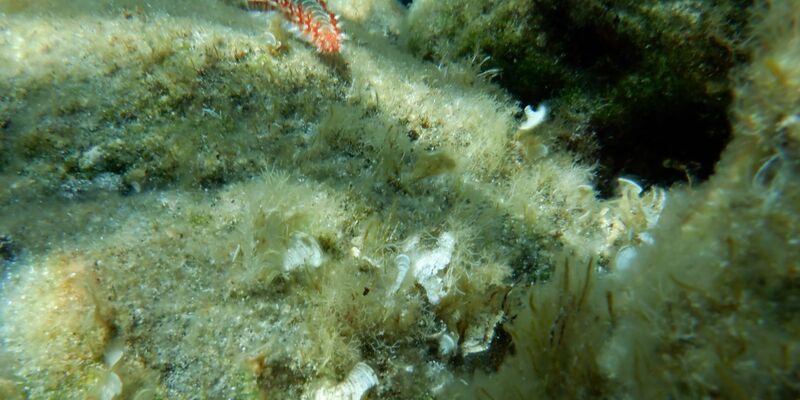 Ein Feuerwurm (Hermodice carunculata) zwischen Korallen im Meer. - Foto: Ivan Gatì/Ozeanographisches und Geophysikalisches Institut in Italien/dpa