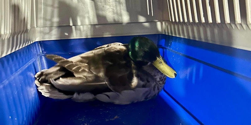 FW Mainz: Enterich Rüdiger sucht und findet Hilfe bei der Feuerwehr - Foto: presseportal.de