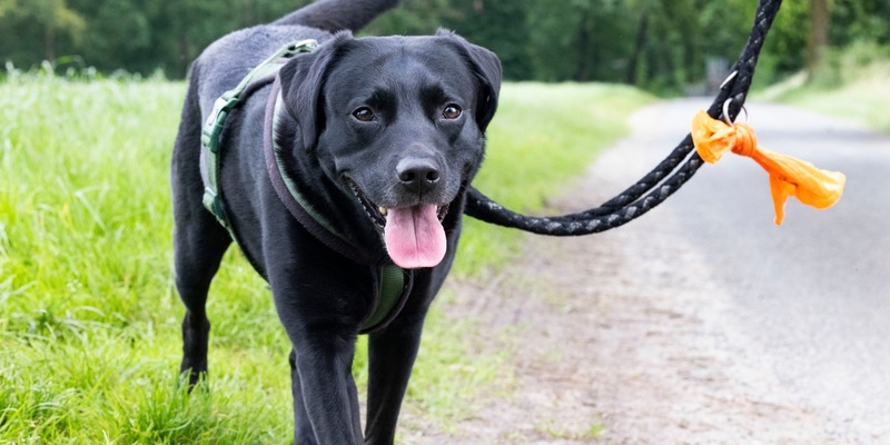 Wurmbefall bei Hunden: Die Parasiten laufen mit - Foto: presseportal.de