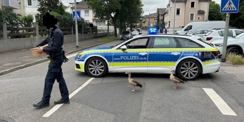 POL-PDKH: Im Gänseschritt, Marsch! - Foto: presseportal.de