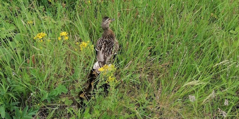 FW Bremerhaven: Feuerwehr Bremerhaven rettet Entenfamilie - Foto: presseportal.de