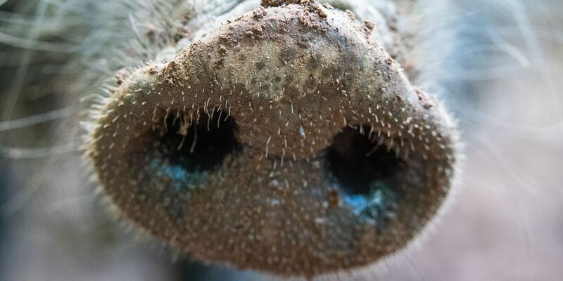 Für Menschen und andere Tierarten ist die Viruserkrankung ungefährlich - bei Haus- und Wildschweinen dagegen unheilbar und verläuft fast immer tödlich. - Foto: Lino Mirgeler/dpa