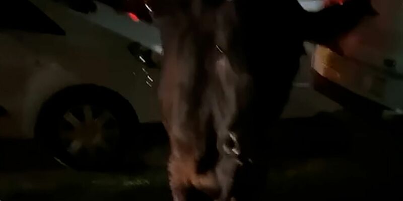 Dieses Standbild aus einem Video zeigt die entlaufende Kuh. Zwei Mal wurde sie von einem Polizeiwagen gerammt. - Foto: Kai Bennetts/PA Media/dpa