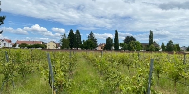 POL-PDLU: Sachbeschädigung an Weinreben - Foto: presseportal.de