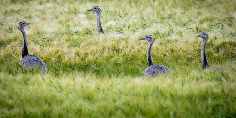 Wild lebende Nandus laufen bei der Futtersuche durch ein Roggenfeld in Mecklenburg-Vorpommern. - Foto: Jens Büttner/dpa