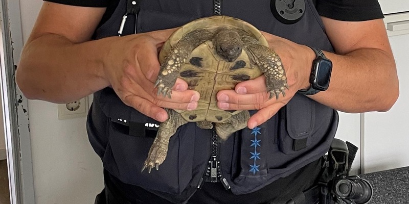 POL-HL: HL-Genin / Schildkröte auf Parkplatz gefunden - wer kennt den Besitzer? - Foto: presseportal.de