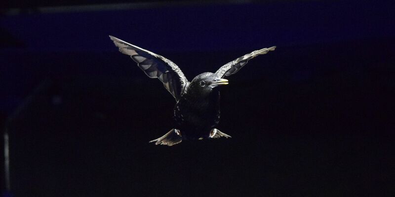 Ein Star im Windkanal in einem Versuch der «University of North Carolina at Chapel Hill». - Foto: Rónán Gissler And Siyang Hao/UNC Chapel Hill/dpa