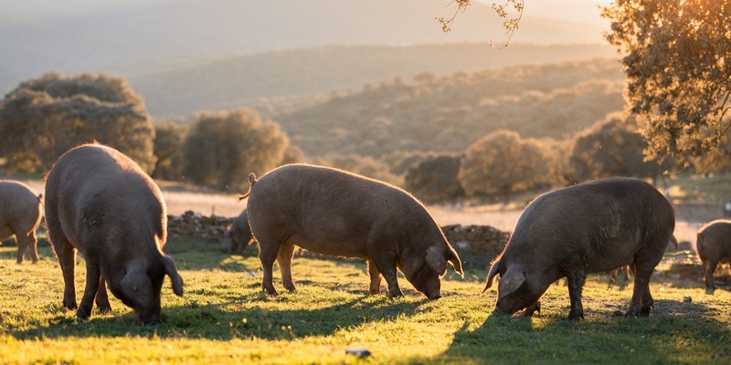 Jetzt geht es um die Wurst: Lidl in Deutschland stellt gekühlte Wurstwaren der Eigenmarke Metzgerfrisch auf mindestens Haltungsform 3 um - Foto: presseportal.de