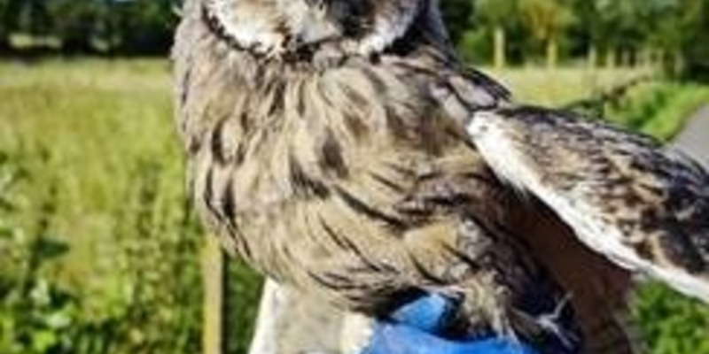 POL-PDLD: Verletzter Turmfalke und Waldohreule wieder in Freiheit entlassen - Foto: presseportal.de