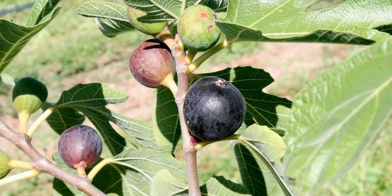 Feigenbaum im eigenen Zuhause: Tipps für mediterranes Feeling - Foto: presseportal.de