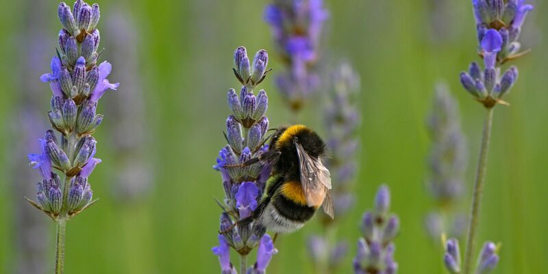Hummeln sind im Sommer generell am aktivsten und die Völker am größten. - Foto: Patrick Pleul/dpa