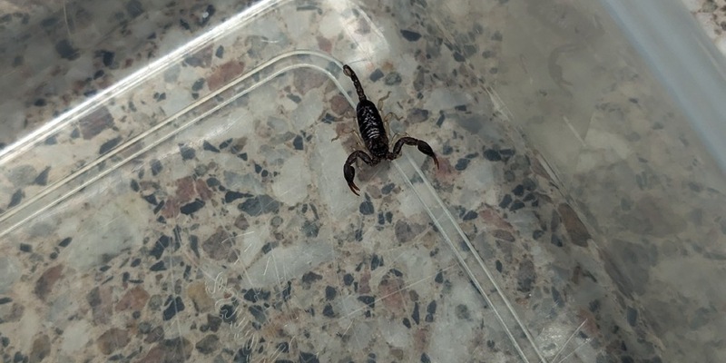 POL-H: Südstadt: Blinder Passagier in Dienststelle abgegeben - Foto: presseportal.de