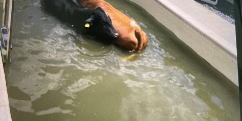 LPI-J: Kühe gehen baden - Foto: presseportal.de