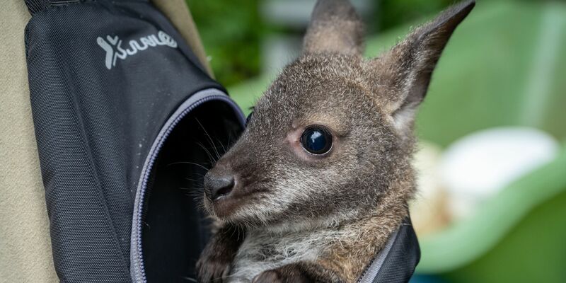 Känguru Mathilda schaut aus dem Rucksack von Tierpflegemeister Schneider heraus. - Foto: Stefan Sauer/dpa