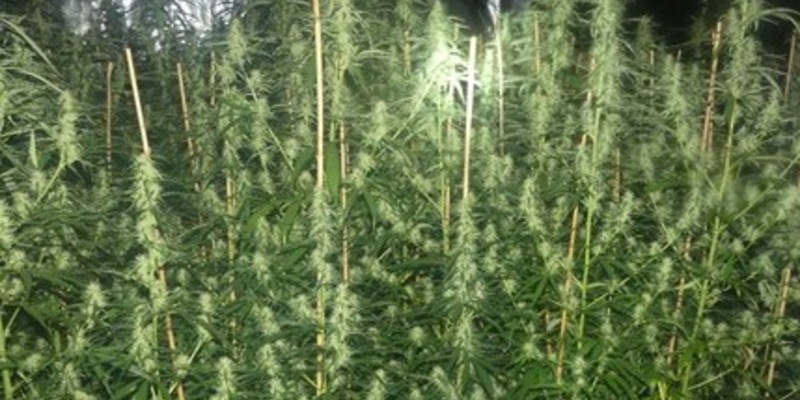 POL-GM: Pressemitteilung der Staatsanwaltschaft Köln und der Polizei des Oberbergischen Kreises: Polizei hebt Cannabis-Plantage aus - Foto: presseportal.de