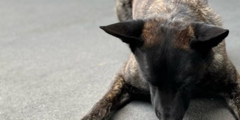 POL-AC: Spürhund erschnüffelt Tatwaffe nach Bedrohung - Foto: presseportal.de