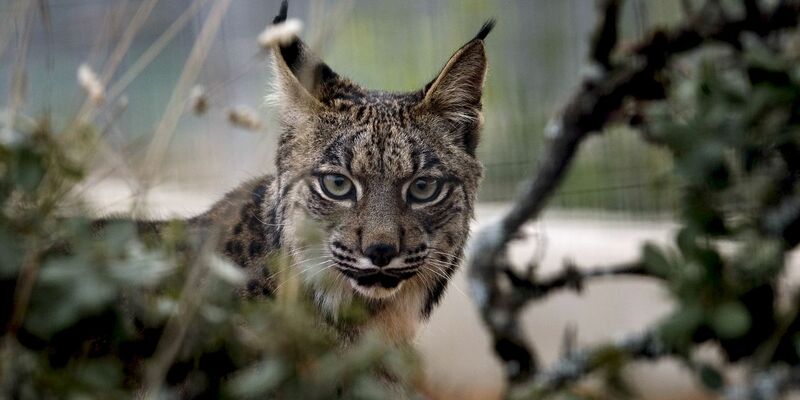 Der Pardelluchs konnte von der Weltnaturschutzunion von «stark gefährdet» auf «gefährdet» zurückgestuft werden. - Foto: epa efe Jose Manuel Vidal/epa efe/dpa