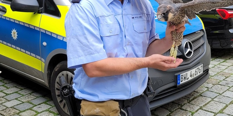 POL-UL: (UL) Ulm - Verletzter Greifvogel in Ulm gerettet / Die Polizei übergab am Donnerstag einen flugunfähigen Wanderfalken an die Auffangstation. - Foto: presseportal.de