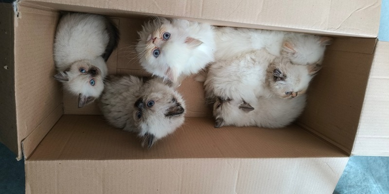 POL-OS: Osnabrück: Polizei stoppt illegalen Tiertransport - sechs Babiekatzen gerettet - Foto: presseportal.de