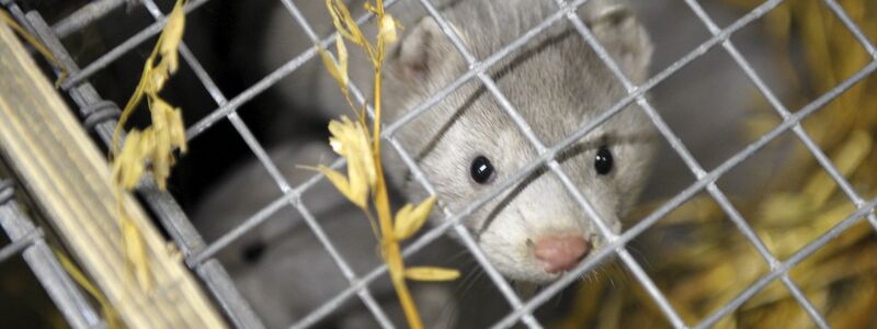 Nerze sind anfällig für die Vogelgrippe. (Archivbild) - Foto: Milla Takala/Lehtikuva/dpa