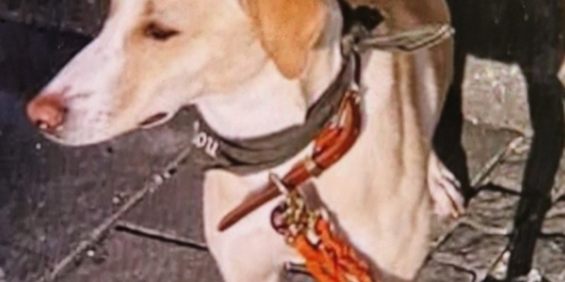 POL-OH: Vermisste Hündin Malu wohlbehalten aufgefunden - Foto: presseportal.de