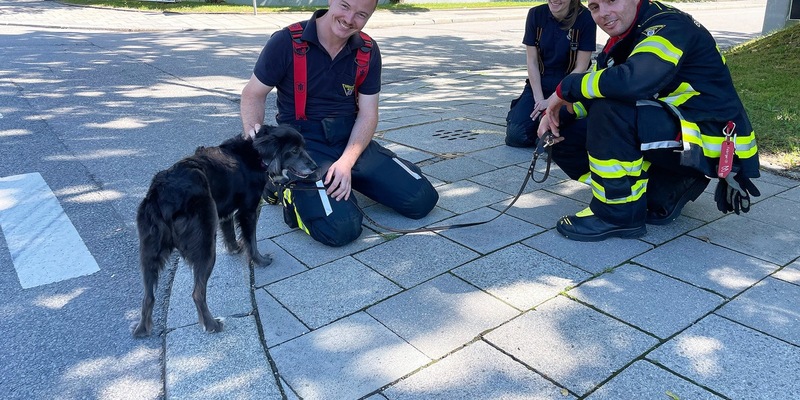 FW-M: Hund aus geparktem Auto gerettet (Bogenhausen) - Foto: presseportal.de
