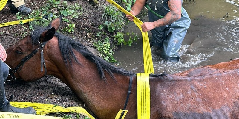 FW Rheurdt: Pferderettung mit Happy End: Feuerwehr befreit Showtime aus Wasser - Foto: presseportal.de