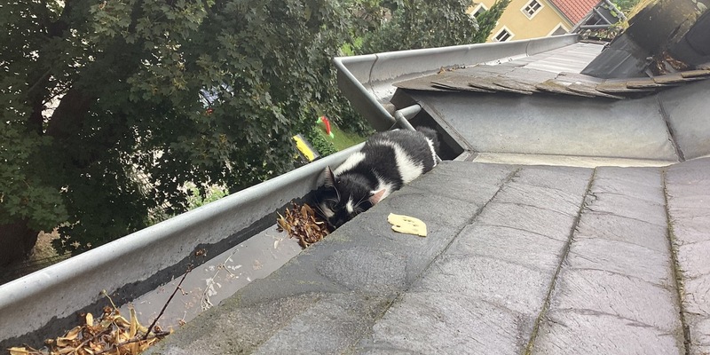 FW Dresden: Informationen zum Einsatzgeschehen von Feuerwehr und Rettungsdienst in der Landeshauptstadt Dresden vom 22. Juni 2024 - Foto: presseportal.de