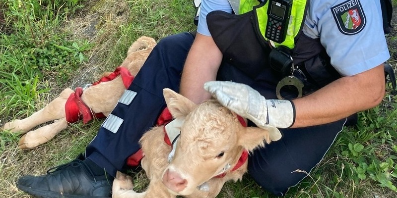 POL-DO: Ein Kalb auf der A44: Autobahnpolizei nimmt Tier im Streifenwagen mit - Foto: presseportal.de