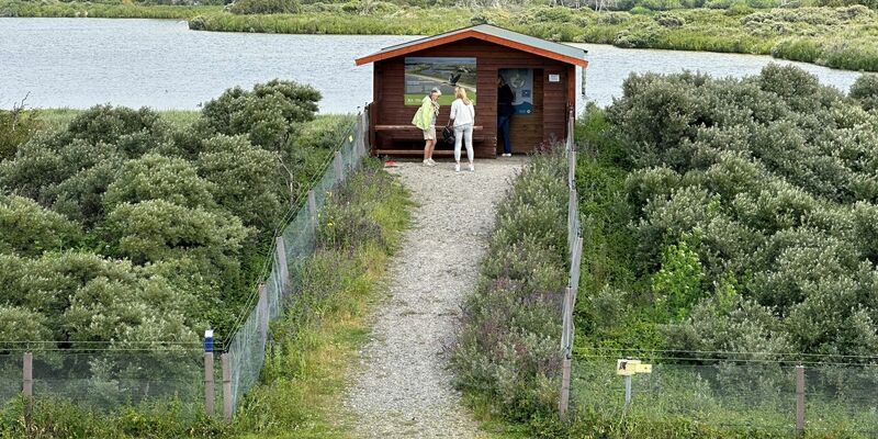 Im Vogelschutzgebiet Südstrandpolder auf Norderney hat eine Wildtierkamera einen Wolf fotografiert. - Foto: Volker Bartels/dpa