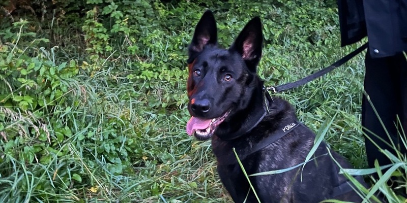 POL-WES: Duisburg - Overbruch: Polizeihund Cooper findet mutmaßlichen Einbrecher - Foto: presseportal.de