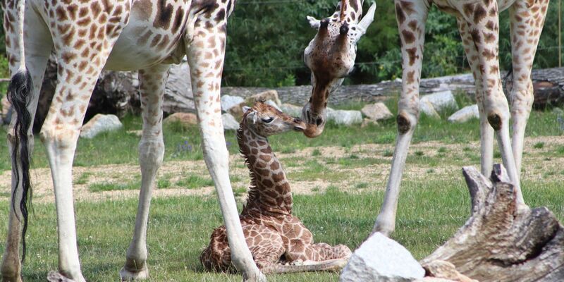 Ein Giraffen-Jungtier in einem Gehege des Berliner Tierparks. - Foto: Tierpark Berlin/dpa