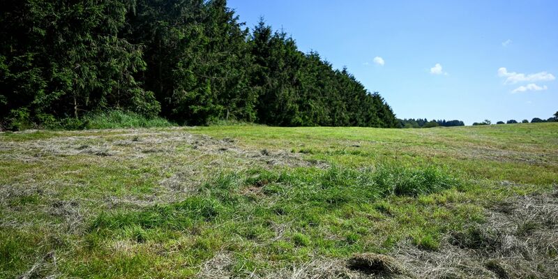 Eine teilweise abgemähte Wiese am Fundort einer Kinderleiche im Landkreis Stade. - Foto: Sina Schuldt/dpa