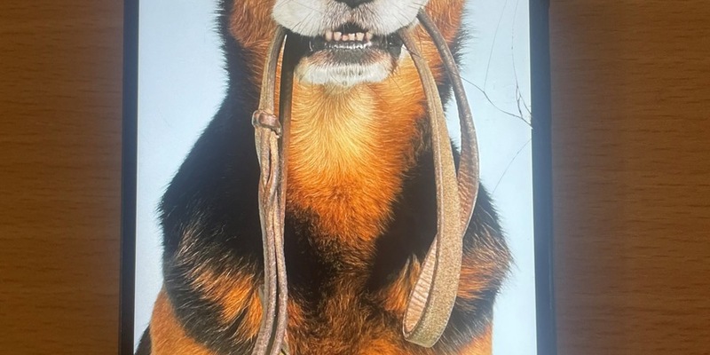 POL-WL: Mutmaßlich gestohlene Smartphones sichergestellt - Polizei sucht Eigentümer - Foto: presseportal.de