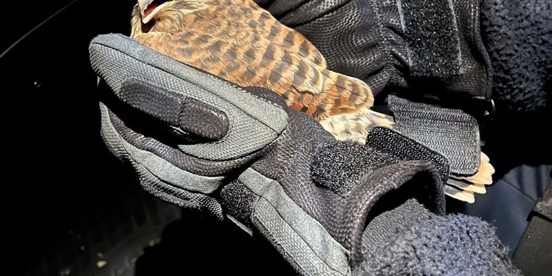 POL-OH: Ein gefiedertes Findelkind beim Polizeiposten Schotten - Foto: presseportal.de